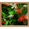 2015 hot fish painting by numbers for home decor GX7825