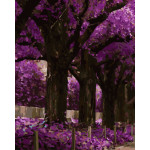 gx7944 paintboy 40x50cm leinwand Öl malen nach zahlen mit holzrahmen