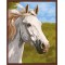 abstract horse painting,oil painting by number hot photo 2015 GX6345