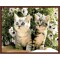 modern oil painting by numbers on canvae cat picture animal design GX6858