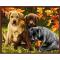 diy canvas oil paint by numbers kit with animal dog picture GX6530