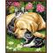 diy painting by numbers on canvas factory new design GX6538 animal dog and cat photo design