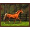 oil painting by numbers yiwu paint boy brand factory new design horse picture GX6845