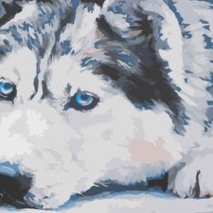 abstract canvas oil painting by numbers with animal wolf picture yiwu wholesales GX6942