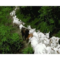 oil painting by numbers sheep picture acrylic handmaded painting on canvas GX6988 paintboy brand