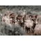 oil painting by numbers sheep picture acrylic handmaded painting on canvas GX6990 paintboy brand