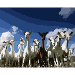 Pintura al óleo by números oveja de acrílico imagen handmaded pintura en la lona GX6989 paintboy marca