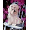 abstract canvas oil painting by numbers with dog picture yiwu wholesales GX6944 paint boy brand