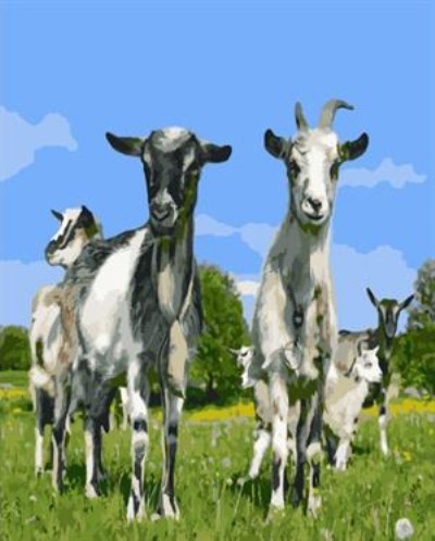 oil painting by numbers sheep picture acrylic handmaded painting on canvas GX6987 paintboy brand