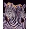 diy painting by numbers for bedroom GX7141 2015 new photo animal zebra design