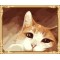 GX7452 hot photo cat digita oil painting for home decor