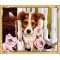 pre printed canvas to paint dog painting by numbers kits for bedroom decor GX7554