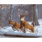 GX 7653 canvas oil painting by numbers deer art kits