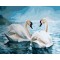 GX 7648 hot photo canvas oil painting swan for home decor