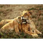 Gx 7658 acrílico by números tigre reproducciones de oleo
