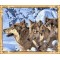 GX7464 wolf canvas oil painting by numbers kits for bedroom decor