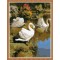 swan paint by numbers for wholesales GX7812