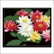 Diy digital oil painting G064 canvas painting with flower design