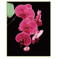 Blume diy Öl malen nach zahlen- en71-3- astmd- 4236 acrylfarbe- Lack Junge 40*50cm g069
