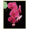 flower diy oil painting by numbers - EN71-3 - ASTMD-4236 acrylic paint - paint boy 40*50cm G069