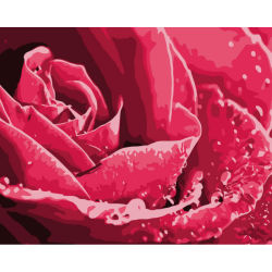 Diy malen mit zahlen- g254- Blume foto malerei
