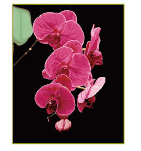 Pintura de la flor por números - EN71-3 - ASTMD-4236 de acrílico pintura - pintura 40 * 50 cm G069