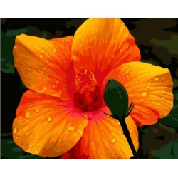 Paintboy - pintura por número - excelente de la lona hechos a mano para colorear por correo aéreo de números de imagen de la flor