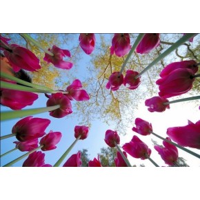 Paintboy- DIY Ölfarbe durch die anzahl- diy malen nach zahlen neue blumen-design