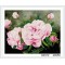xinshixian paint boy resin flower diy diamond painting with wooden frame GZ312