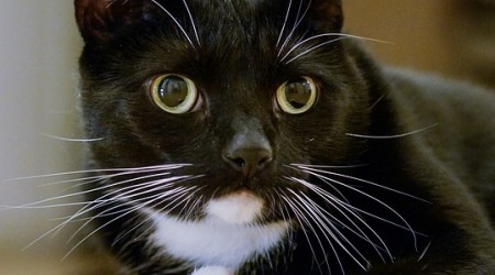 Oriental charm | Natural bird theme decoration interpretation of Chinese elegant life