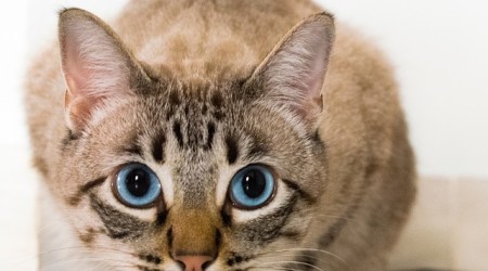 Color is a strong note that lights up space