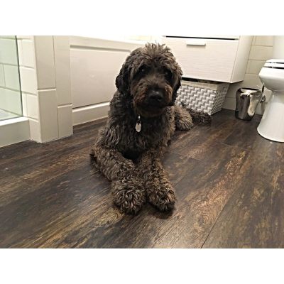 Hanflor LVT Click Vinyl Flooring PVC Wooden Luxury Vinyl Planks 7''x48'' 4.2mm Shadowed Oak HVP 2038