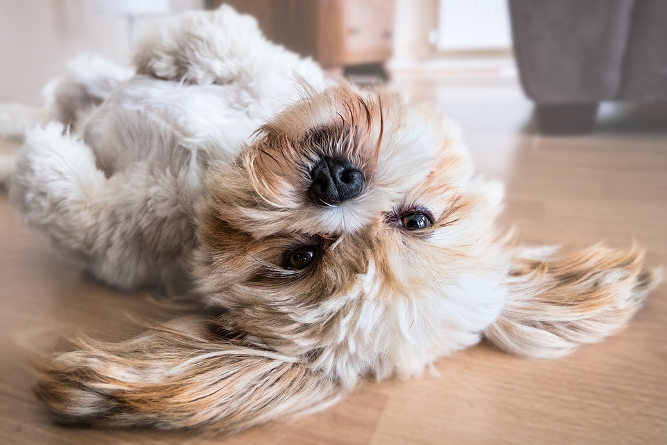 Pet friendly flooring,pet proof flooring