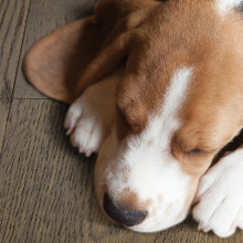 Most Durable Flooring For Families With Pets