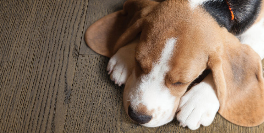 pet friendly vinyl flooring