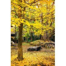 Tips for the Upcoming Autumn: Lifestyle Adjustments