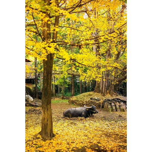 Tips for the Upcoming Autumn: Lifestyle Adjustments