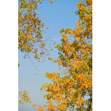 Strong Cold Air Advisory