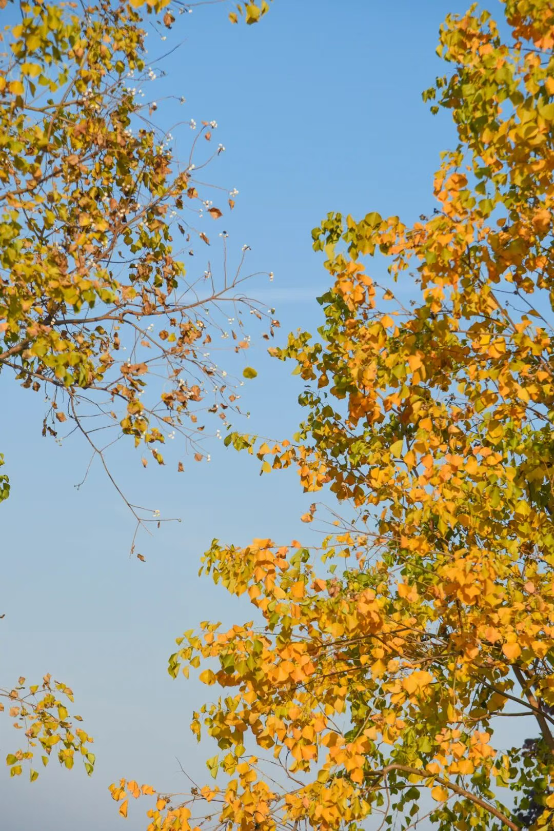 Strong Cold Air Advisory