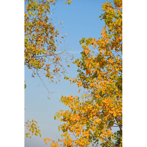 Strong Cold Air Advisory