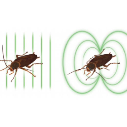 The Curious Case of Cockroach Magnetization