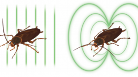 The Curious Case of Cockroach Magnetization
