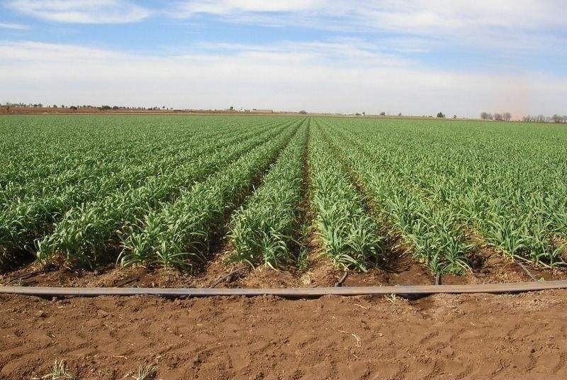 pompes solaires à courant continu pour l'irrigation