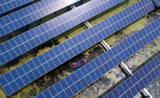 Cangrejos cultivados bajo paneles fotovoltaicos.