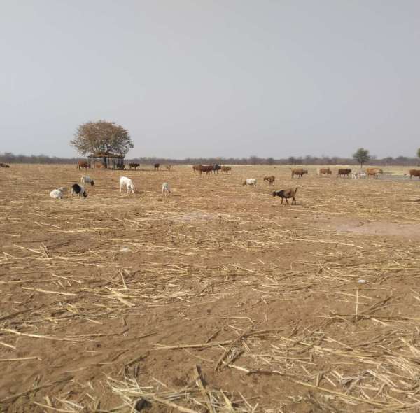 DIFFUL SOLAR PUMP - - Helping the Namibia Livestock industry