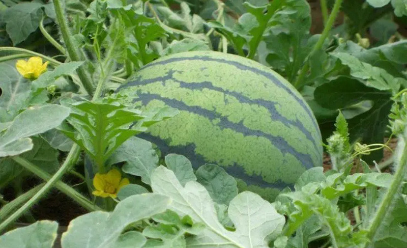 DIFFUL Solar Pump Factory News: Summer Delight with Homegrown Watermelons