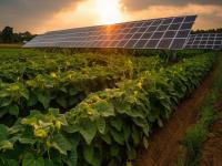 Why Solar Pumps Are Ideal for Sustainable Farming