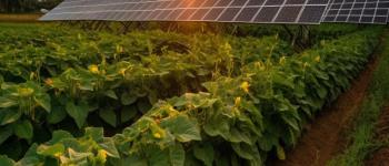 Why Solar Pumps Are Ideal for Sustainable Farming