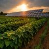Why Solar Pumps Are Ideal for Sustainable Farming