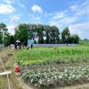 A new option for green irrigation: Solar water pump